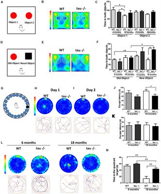 Tau Deletion Prevents Cognitive Impairment and Mitochondrial Dysfunction Age Associated by a Mechanism Dependent on Cyclophilin-D